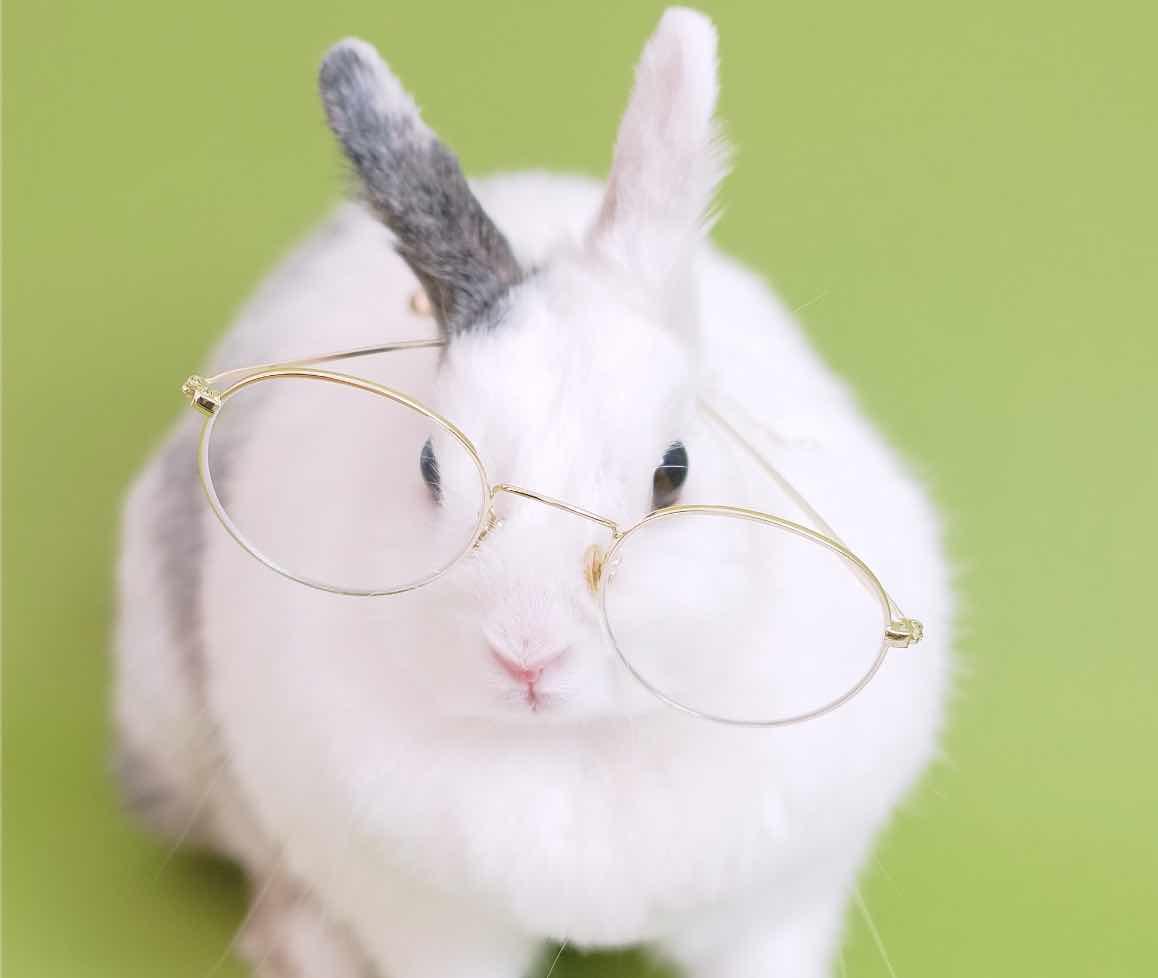 A l oreille du lapin blanc, des contes en vidéo par les bibliothécaires de Buchelay