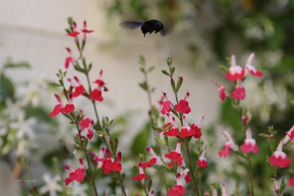 Les inscriptions pour le concours des maisons, jardins et blacons fleuris de Buchelay sont ouvertes