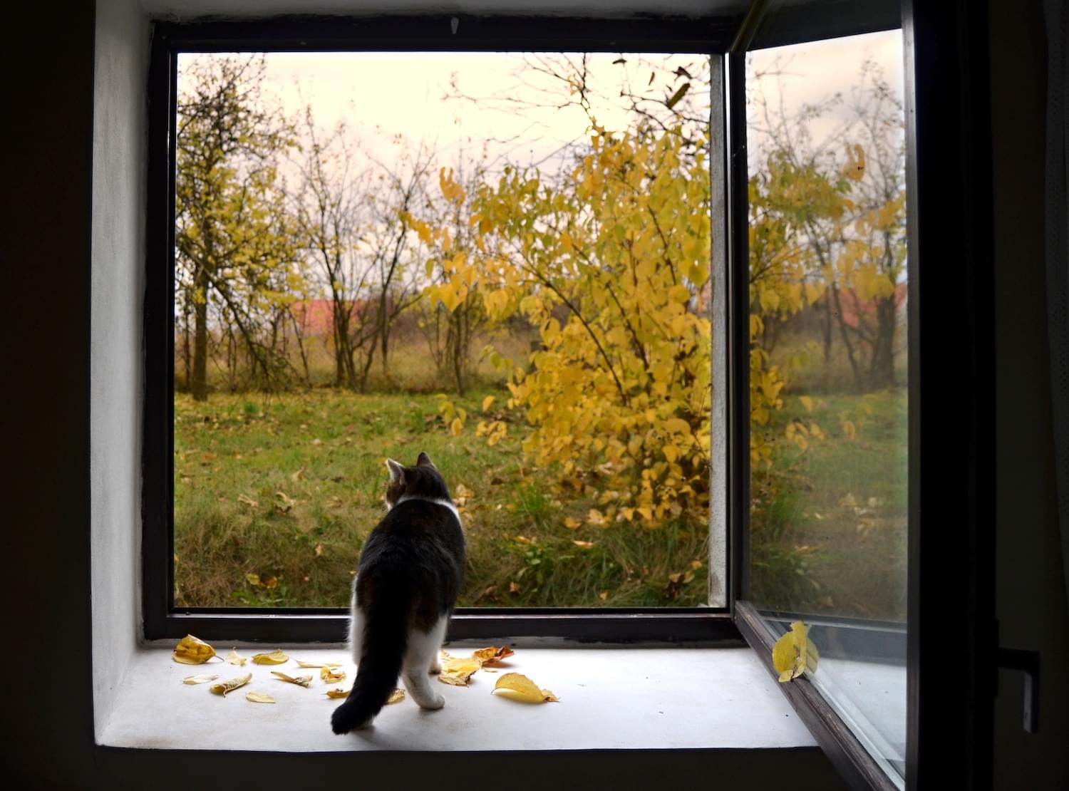 Participez au concours photo Fenêtre d’automne à Buchelay ©pixabay 