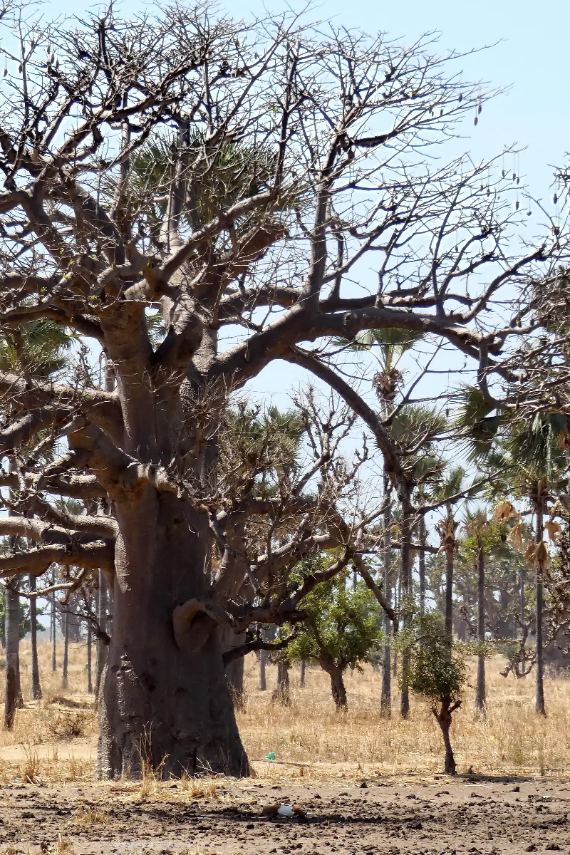 Photographie d'une forêt au Sénégal