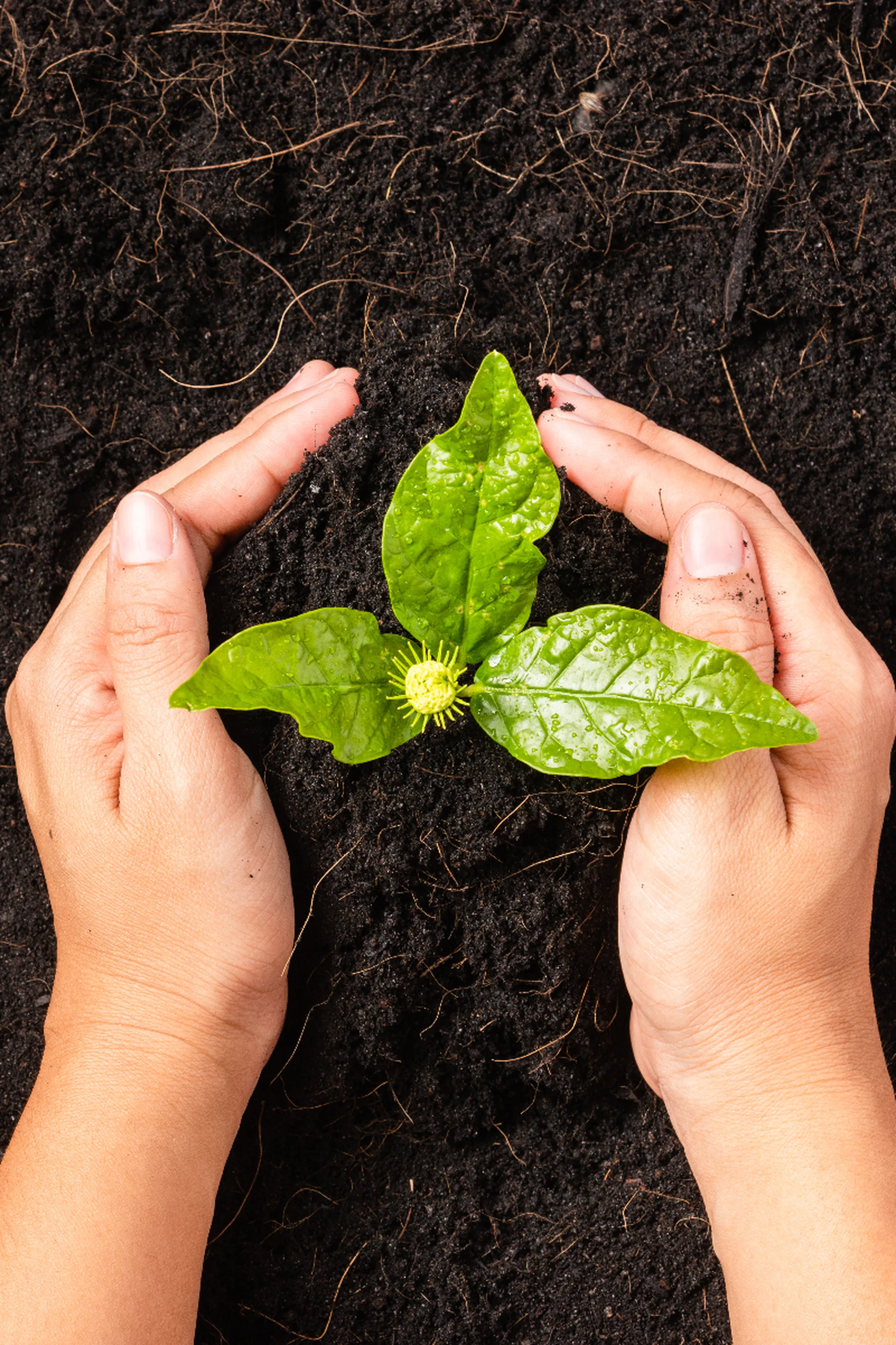 Affiche Collecte Restos du Cœur Buchelay