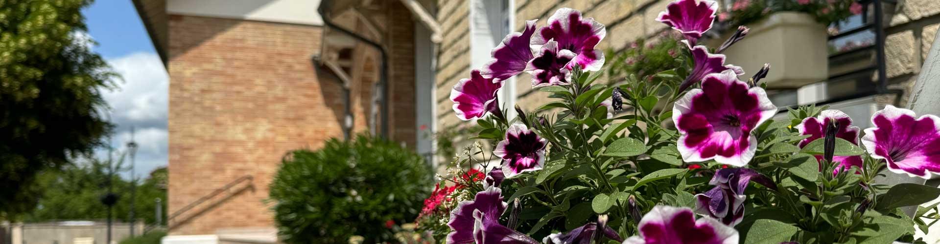 Fleurs devant la mairie de Buchelay