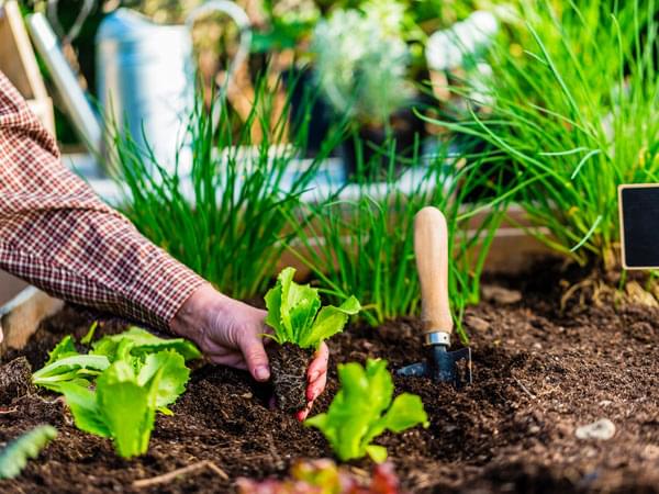 Une main fait du jardinage