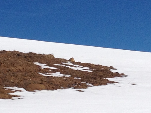 Les marmottes ont fini d’hiberner.